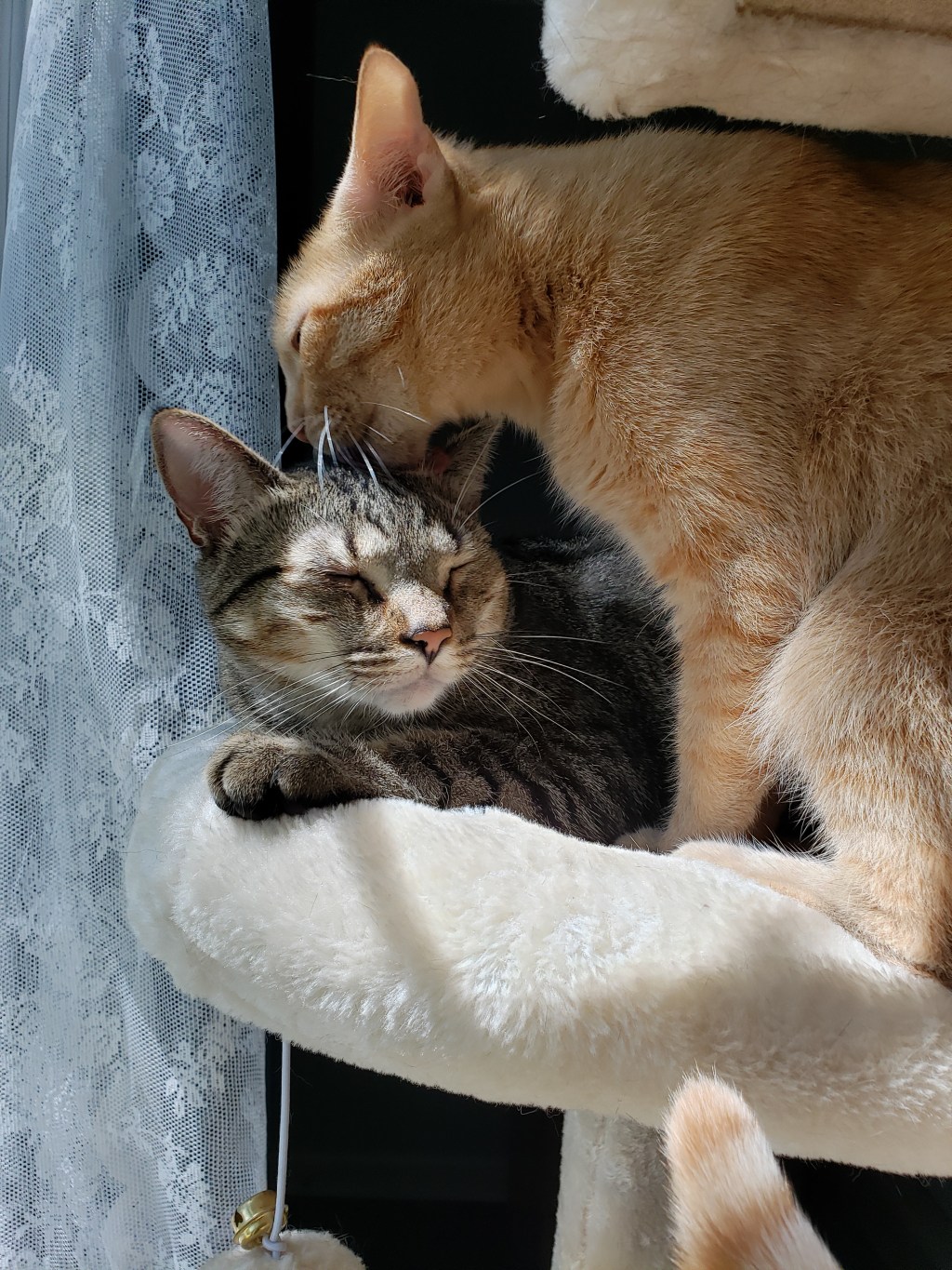 Che cos’è l’amore?